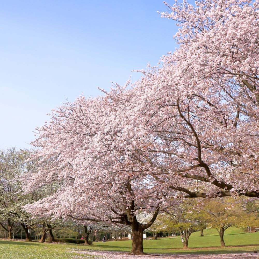 満開の桜